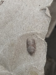 Acleris sparsana