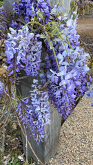 Wisteria sinensis