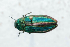 Buprestis aurulenta