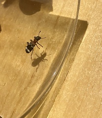 Thanasimus formicarius