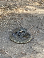 Crotalus oreganus oreganus