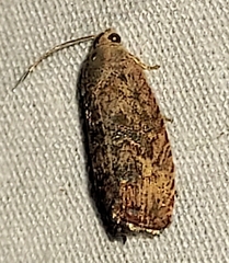 Cydia caryana