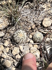 Echinocereus reichenbachii caespitosus