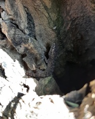 Hemidactylus parvimaculatus