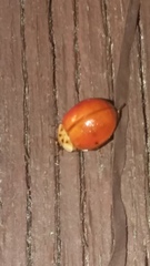 Harmonia axyridis