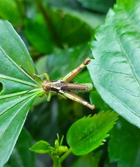 Pirithoicus ophthalmicus