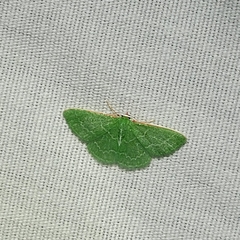 Synchlora