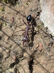 Myrmecia forficata
