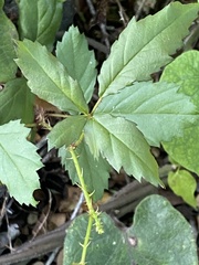 Rubus trivialis