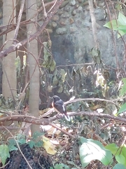 Copsychus malabaricus