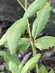 Rubus trivialis