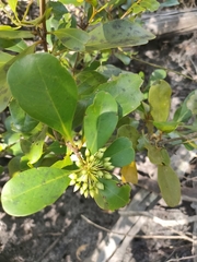 Aegiceras corniculatum