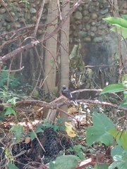 Copsychus malabaricus