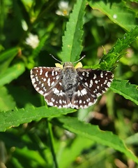 Spialia galba