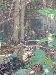 Copsychus malabaricus