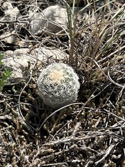 Echinocereus reichenbachii caespitosus