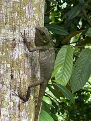 Bronchocela cristatella