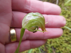 Pterostylis nutans