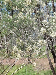 Cassinia laevis