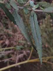 Olearia phlogopappa