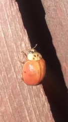 Harmonia axyridis