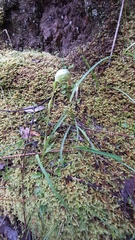 Pterostylis nutans