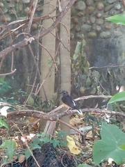 Copsychus malabaricus