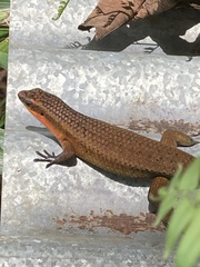 Eutropis