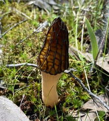 Morchella australiana