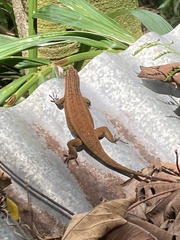 Eutropis