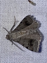 Digrammia continuata