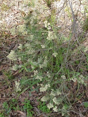 Cassinia laevis