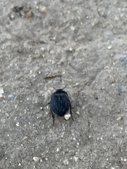 Eusattus reticulatus