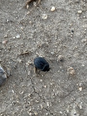 Eusattus reticulatus