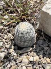 Echinocereus reichenbachii caespitosus