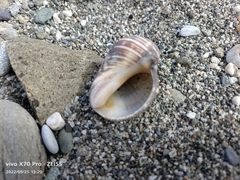 Muricidae
