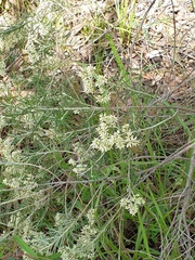 Cassinia laevis