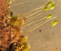 Bryum barnesii