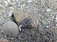 Muricidae