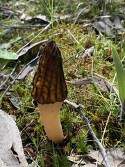 Morchella australiana