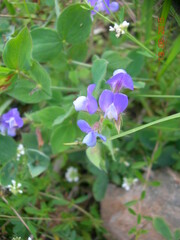 Lathyrus laxiflorus