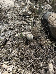 Echinocereus reichenbachii caespitosus