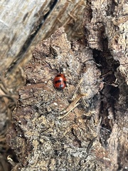 Coccinella monticola
