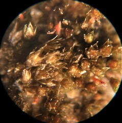 Bryum barnesii