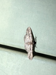 Iridopsis obliquaria