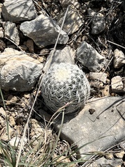 Echinocereus reichenbachii caespitosus