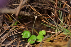 Corybas trilobus aggregate
