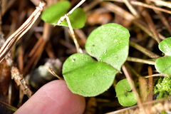 Corybas trilobus aggregate