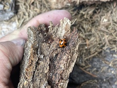 Coccinella monticola