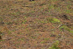 Corybas trilobus aggregate
